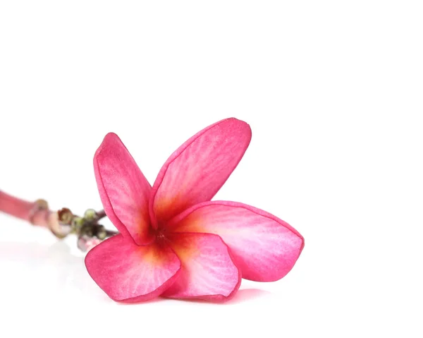 Plumeria en fleurs (frangipani) ) — Photo