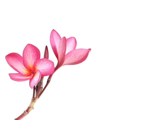 Blommande plumeria (frangipani) — Stockfoto