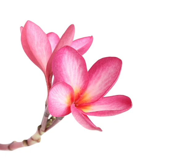 Blooming  Plumeria (frangipani) — Stock Photo, Image