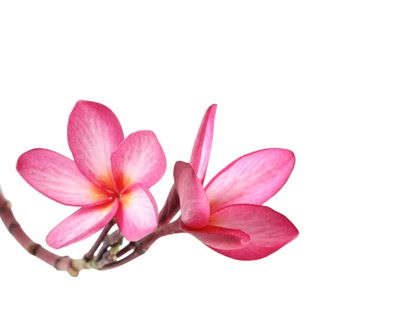 Plumeria floreciente (frangipani ) — Foto de Stock