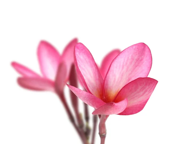 Blühende plumeria (frangipani)) — Stockfoto