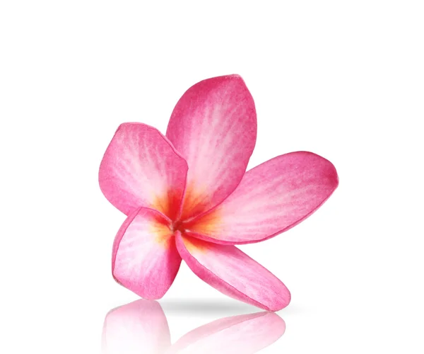 Blommande plumeria (frangipani) — Stockfoto