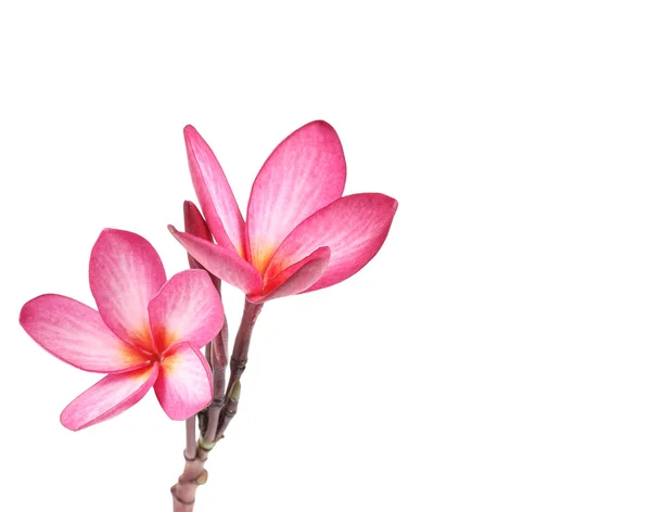 Plumeria florescente (frangipani ) — Fotografia de Stock