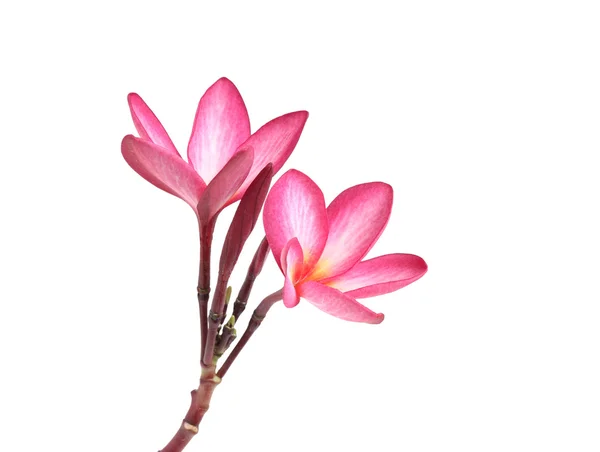 Kwitnący plumeria (frangipani) — Zdjęcie stockowe