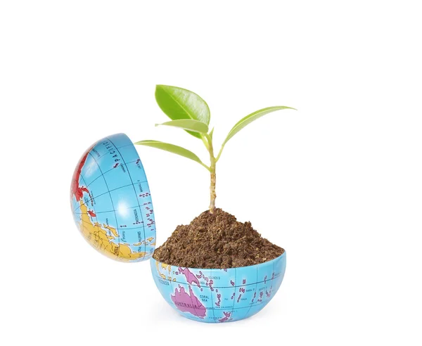 Groene plant op aarde — Stockfoto