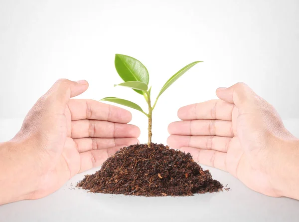 Holding plant — Stock Photo, Image