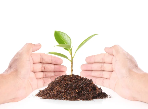 Holding plant — Stock Photo, Image