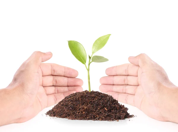 Holding plant — Stock Photo, Image