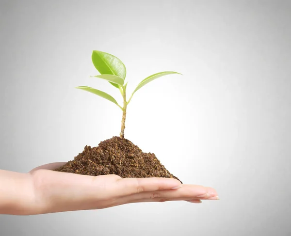 Holding plant Stock Image