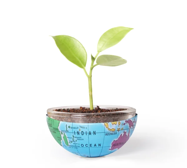 Umweltkonzept Erde mit Baum schützen — Stockfoto