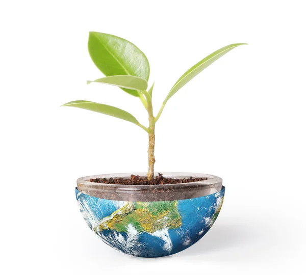 Protect the environment concept earth with tree — Stock Photo, Image