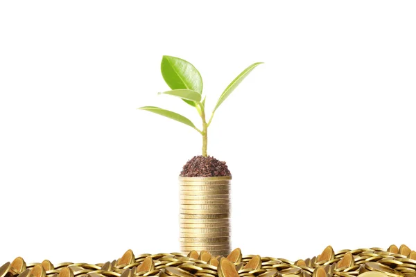 Plant on gold coins and  graph them — Stock Photo, Image
