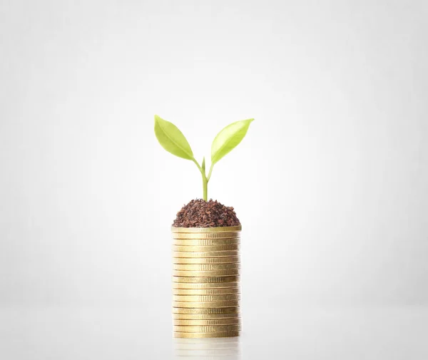 Plant on gold coins and  graph them — Stock Photo, Image