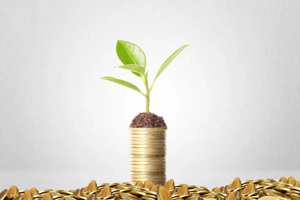 Plant on gold coins and  graph them — Stock Photo, Image