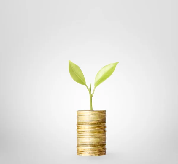 Plant on gold coins and  graph them — Stock Photo, Image