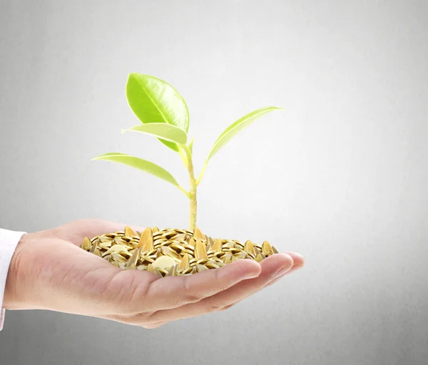 Businessman holding plant sprouting from  handful of coins — Stock Photo, Image