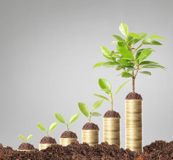 Planta verde em moedas de ouro — Fotografia de Stock