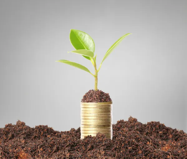 Groene plant op gouden munten — Stockfoto