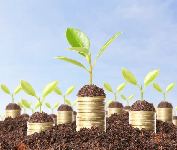 altın sikke üzerinde yeşil bitki 