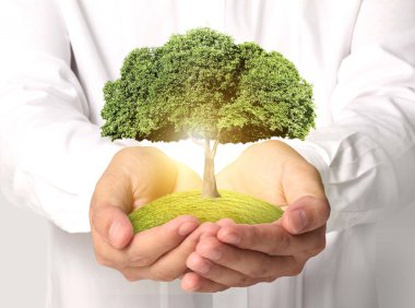 ağaç çimlenme tutan işadamı 