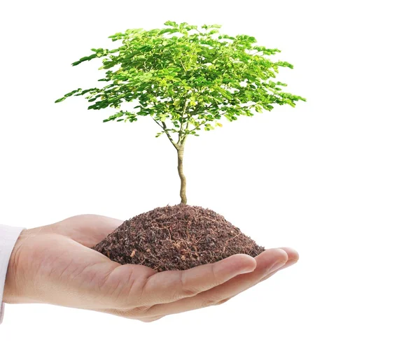 Hands holding plant — Stock Photo, Image