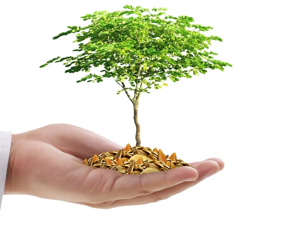 Mano sosteniendo un árbol joven creciendo en monedas —  Fotos de Stock