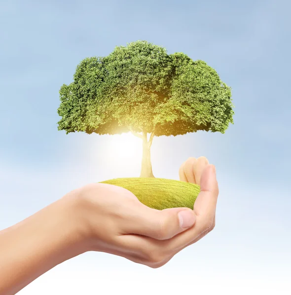 Tree coins in hand — Stock Photo, Image