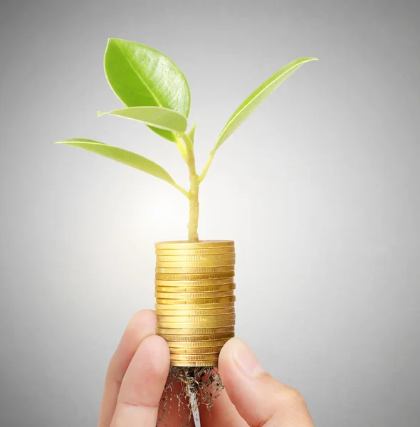 Tree growing from coins — Stock Photo, Image