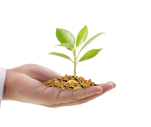 Hand holding a young tree growing on coins — Stock Photo, Image