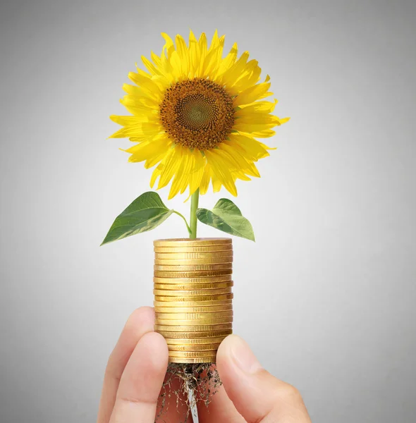 Slunce květiny rostoucí na mince — Stock fotografie