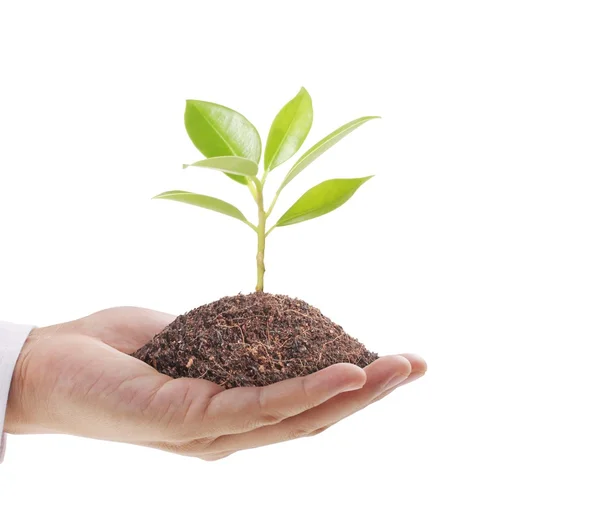 Hands holding plant Stock Image