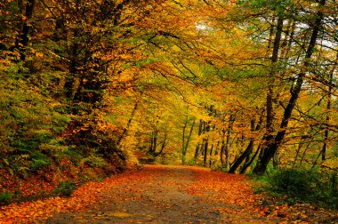 Orman yolu yapraklarla kaplı.