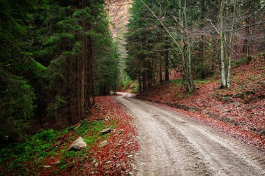 Orman yolu yapraklarla kaplı.