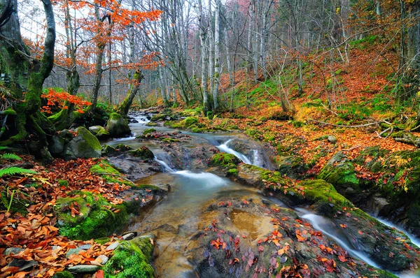 Rivière forestière avec feuilles — Photo