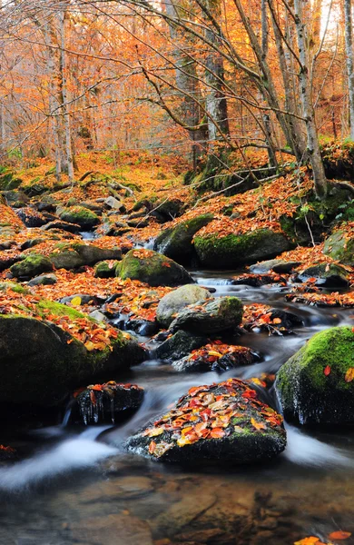 Paysage aquatique de l'automne — Photo