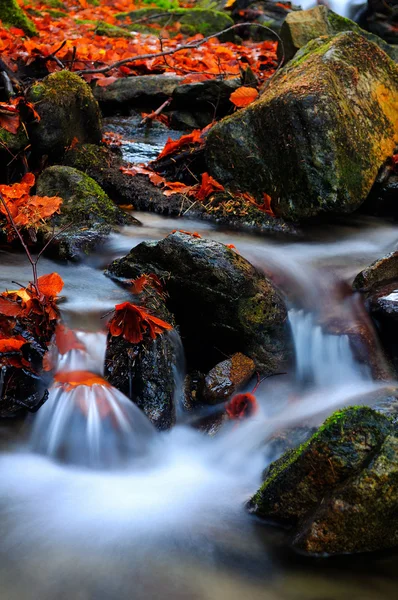 Forest river met bladeren — Stockfoto