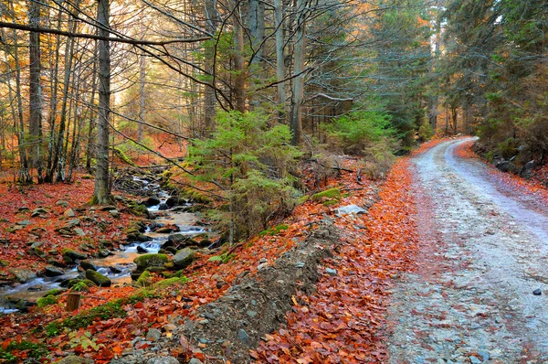 森林道路上覆盖着树叶 — 图库照片