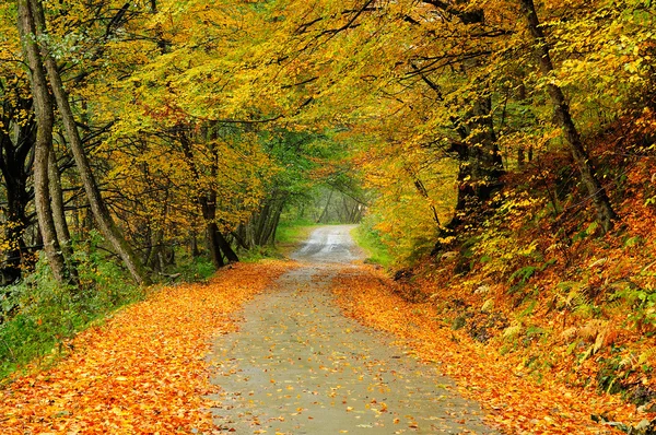 美丽的秋天路 — 图库照片