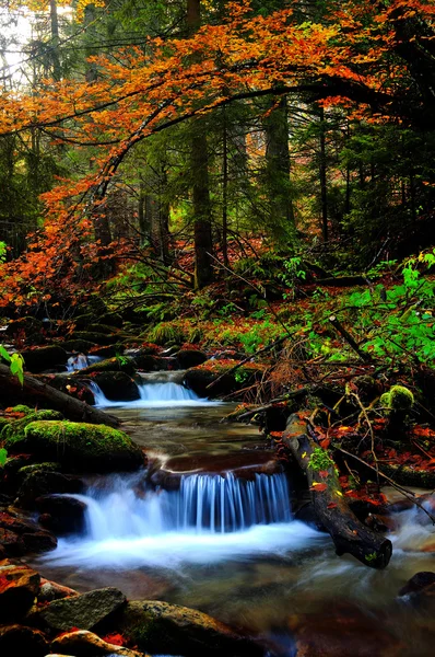 Forest river with leaves Stock Image