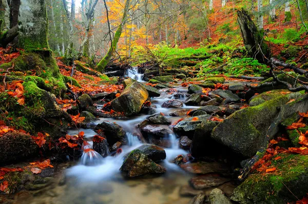 Rzeka Las z liści Obrazek Stockowy