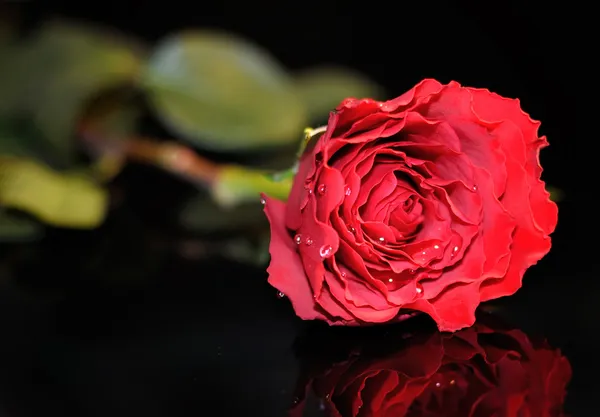 赤いバラ ロイヤリティフリーのストック画像