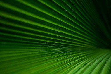 doku arka planı yeşil palmiye yaprakları