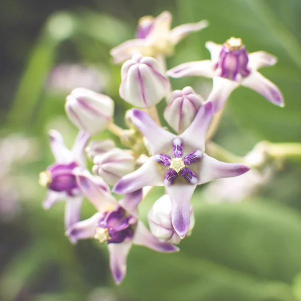 Crown blomma med färgfilter — Stockfoto