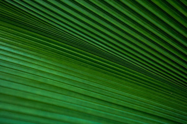 Green palm lämnar textur bakgrund — Stockfoto