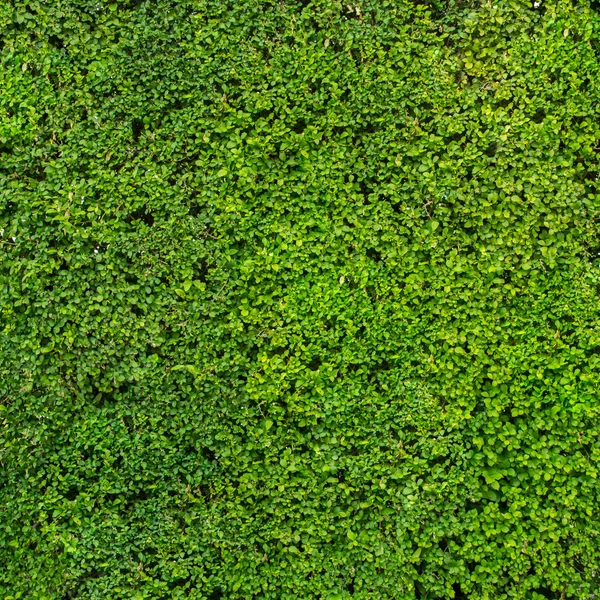 Abstrakt gröna häcken bakgrund — Stockfoto