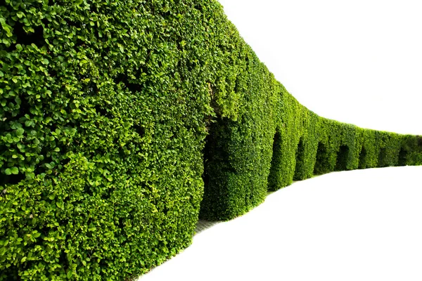 Curved wall of green hedge isolated on white — Stock Photo, Image