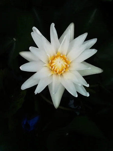 Beautiful lotus flower with texture effect filtered — Stock Photo, Image