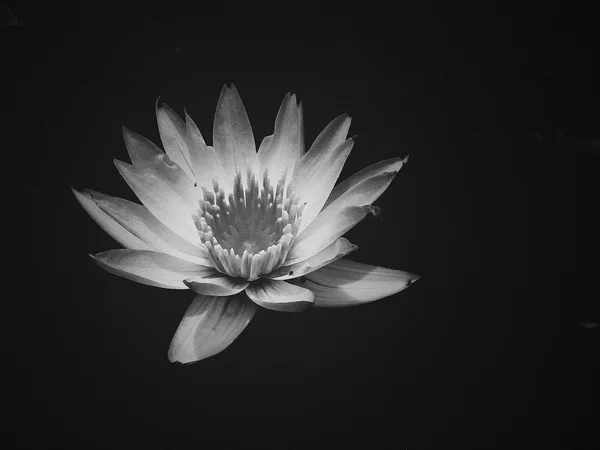 Prachtige lotusbloem met textuur effect gefilterd — Stockfoto