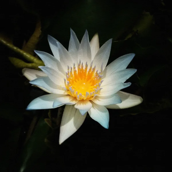 Prachtige lotusbloem met textuur effect gefilterd — Stockfoto