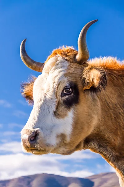 Корсиканская корова на Коль-де-Сан-Коломбано — стоковое фото